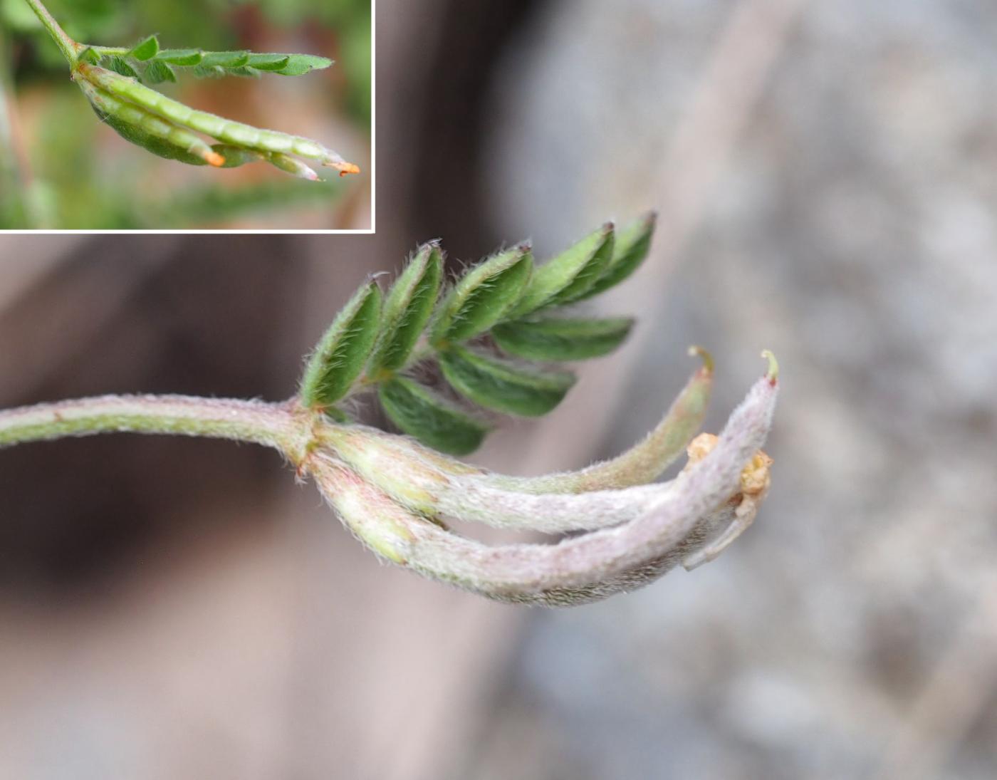 Bird's-foot fruit